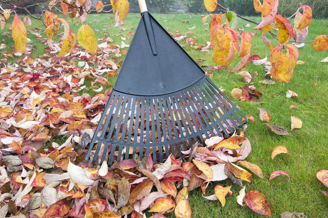 sweeping dry leaves using leaf rake